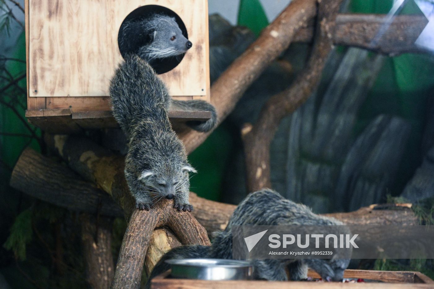 Russia Zoo Binturong Cubs