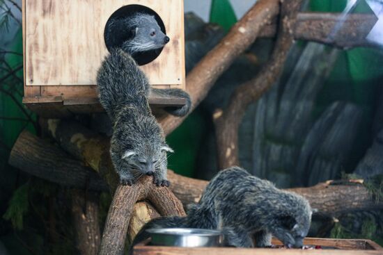 Russia Zoo Binturong Cubs