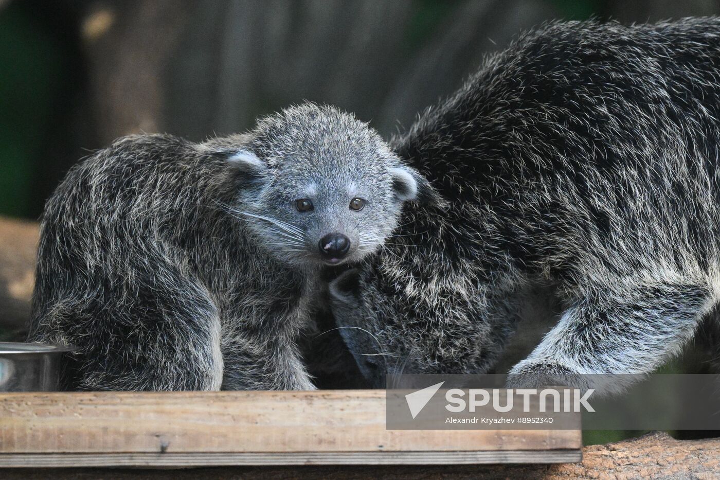 Russia Zoo Binturong Cubs