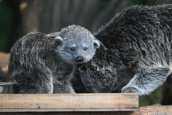 Russia Zoo Binturong Cubs