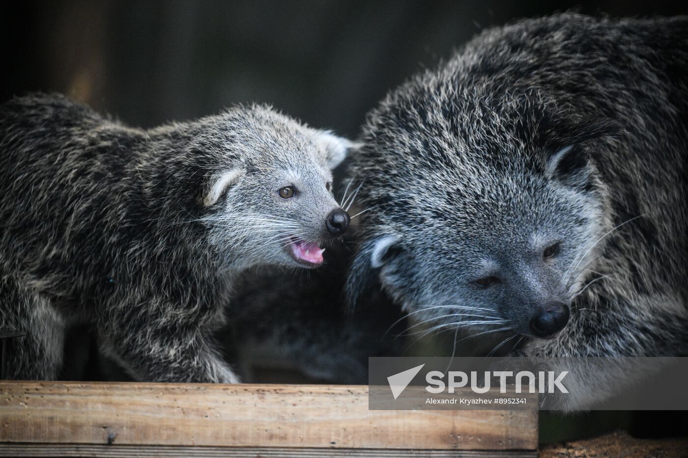 Russia Zoo Binturong Cubs