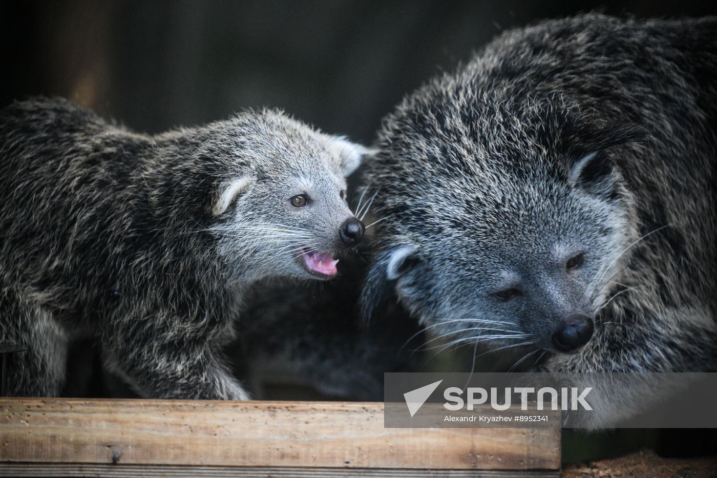 Russia Zoo Binturong Cubs