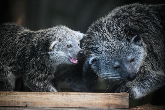 Russia Zoo Binturong Cubs