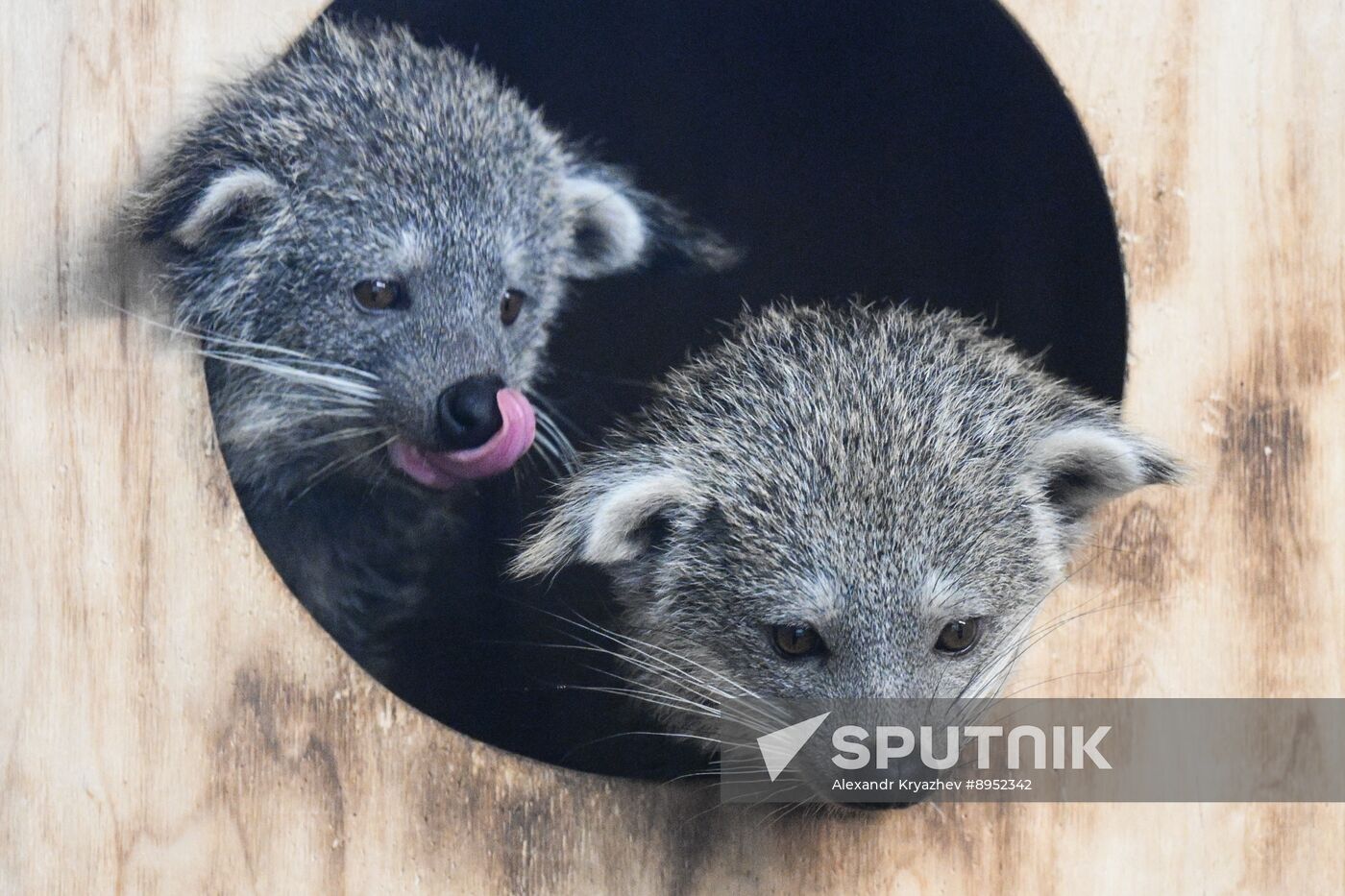 Russia Zoo Binturong Cubs