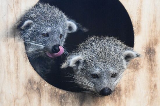 Russia Zoo Binturong Cubs