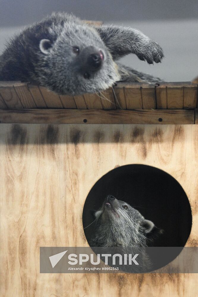 Russia Zoo Binturong Cubs