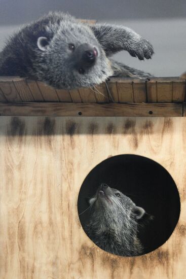 Russia Zoo Binturong Cubs