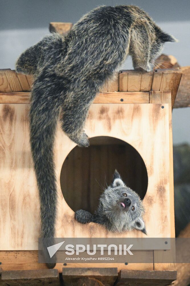 Russia Zoo Binturong Cubs