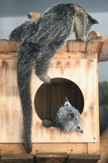 Russia Zoo Binturong Cubs