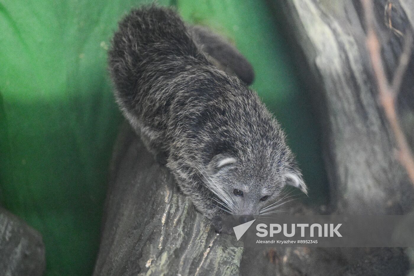 Russia Zoo Binturong Cubs