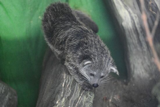 Russia Zoo Binturong Cubs