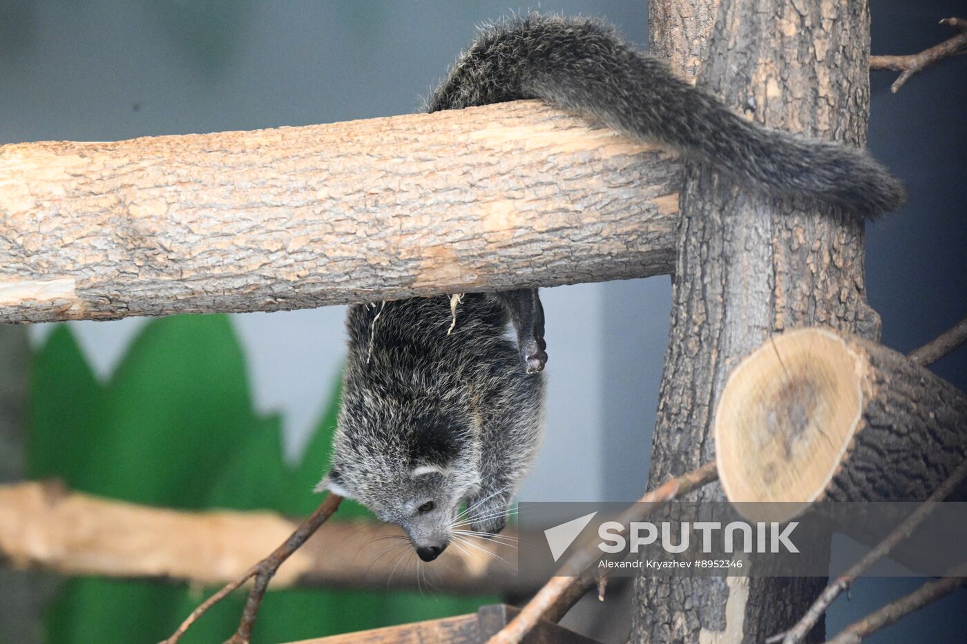 Russia Zoo Binturong Cubs