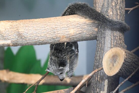 Russia Zoo Binturong Cubs