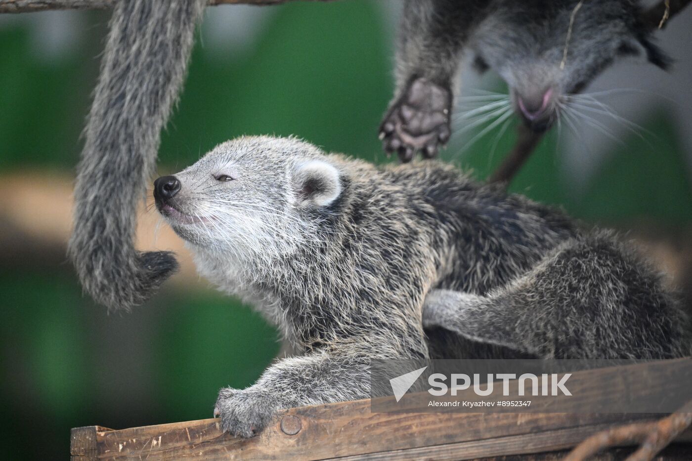 Russia Zoo Binturong Cubs