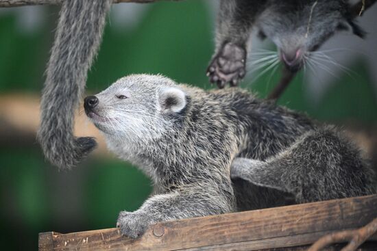 Russia Zoo Binturong Cubs
