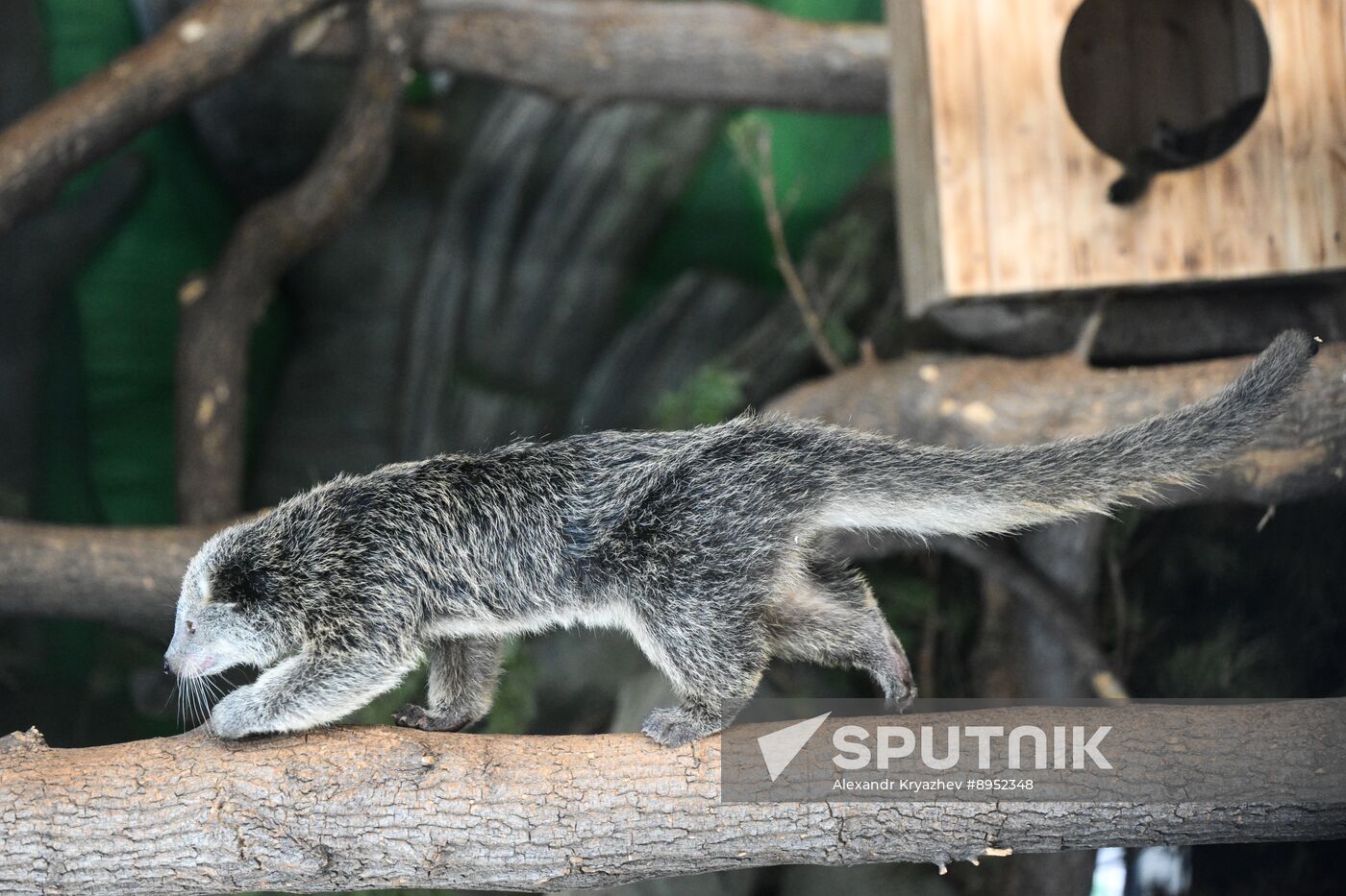 Russia Zoo Binturong Cubs
