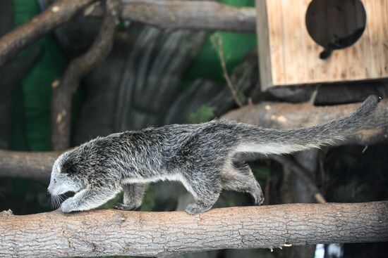 Russia Zoo Binturong Cubs