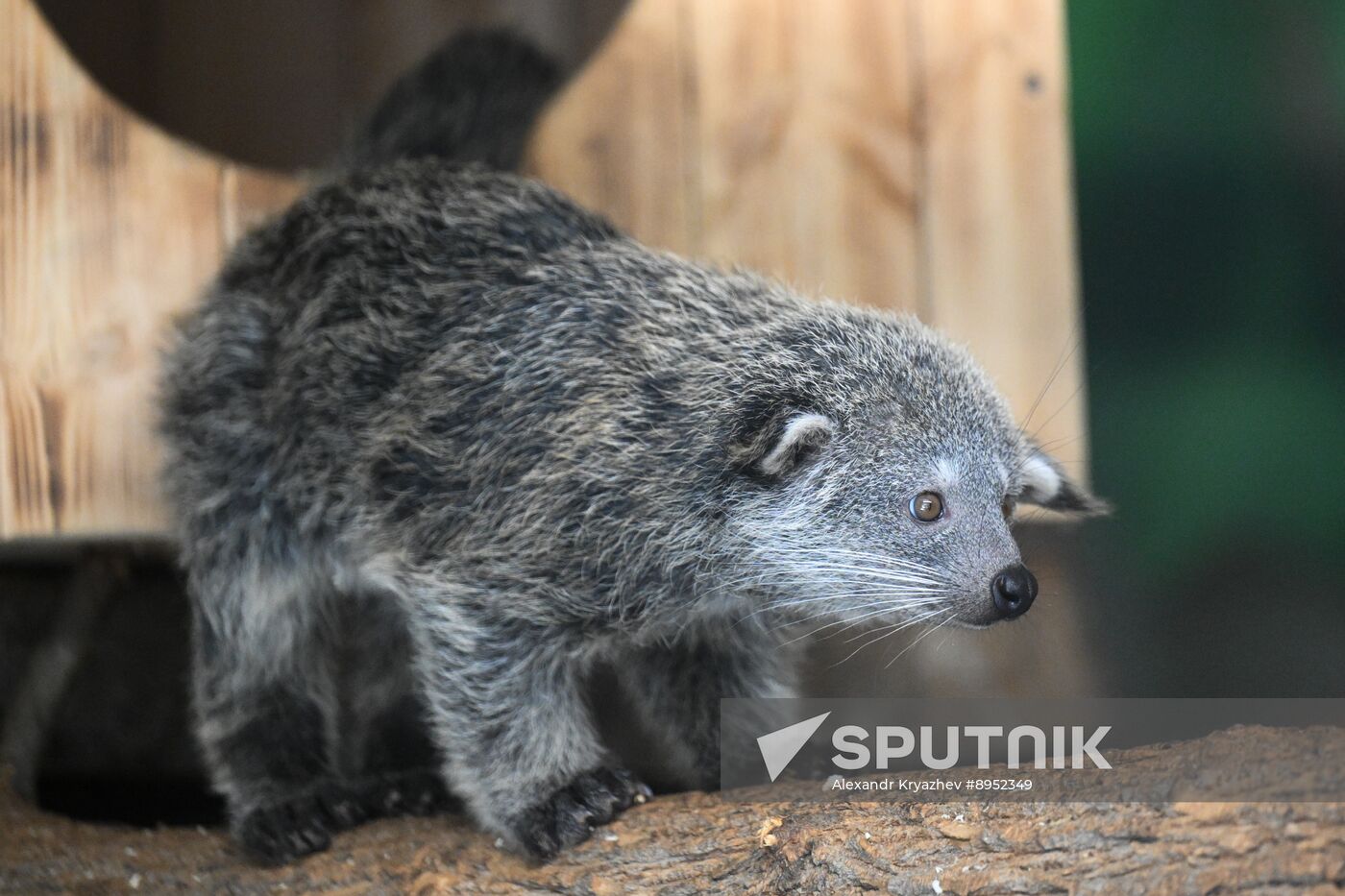 Russia Zoo Binturong Cubs