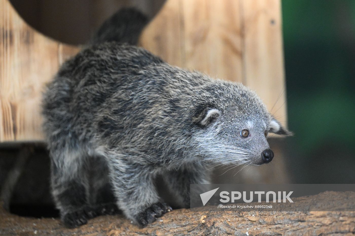 Russia Zoo Binturong Cubs