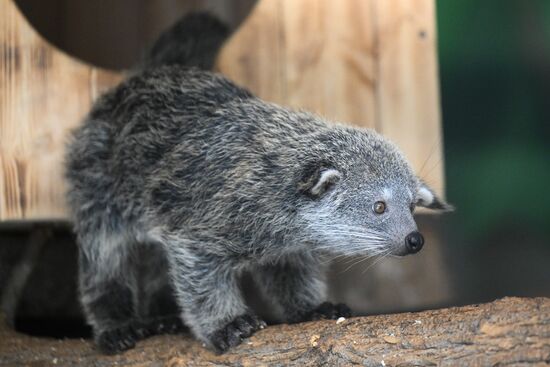 Russia Zoo Binturong Cubs