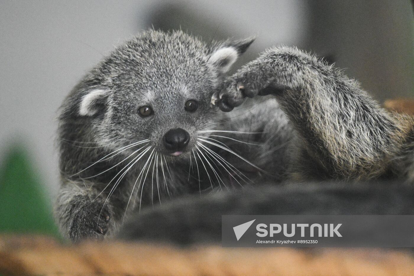 Russia Zoo Binturong Cubs