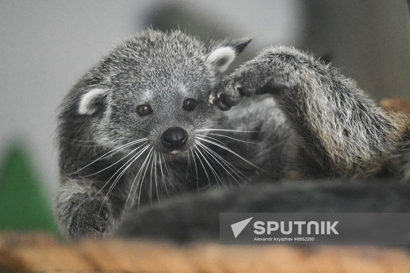 Russia Zoo Binturong Cubs
