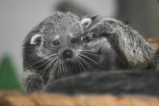 Russia Zoo Binturong Cubs