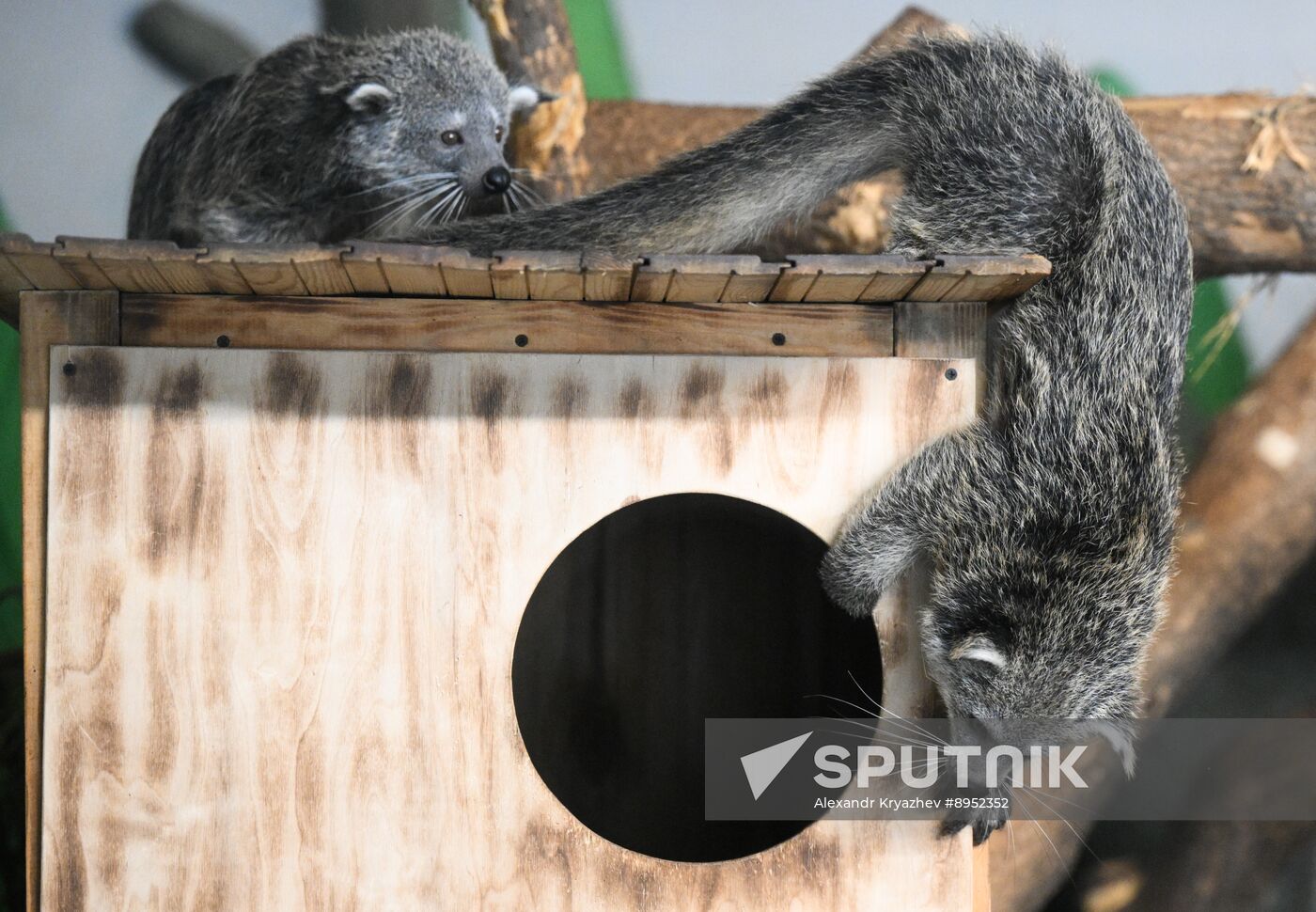 Russia Zoo Binturong Cubs