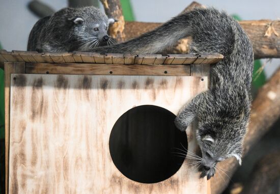 Russia Zoo Binturong Cubs