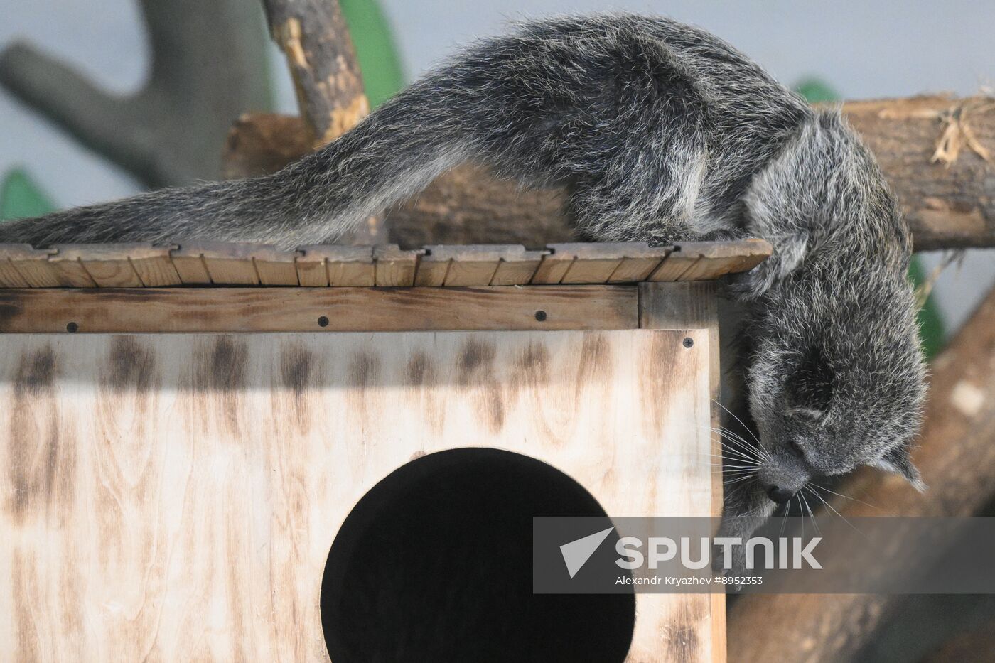 Russia Zoo Binturong Cubs