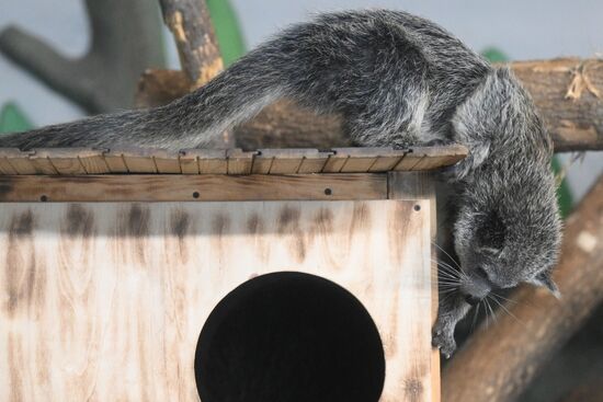 Russia Zoo Binturong Cubs