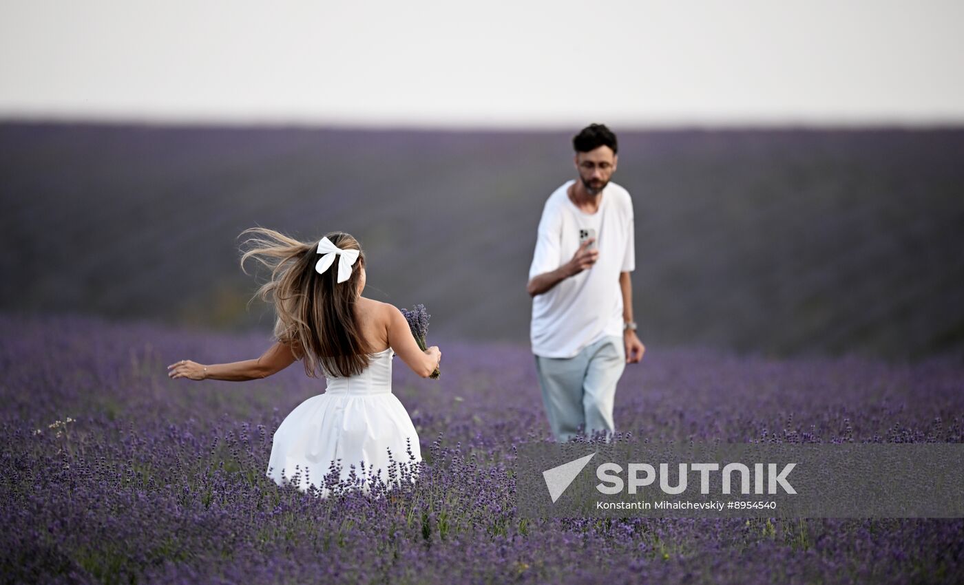 Russia Lavender Fields