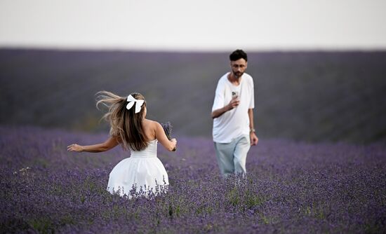 Russia Lavender Fields