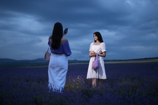 Russia Lavender Fields