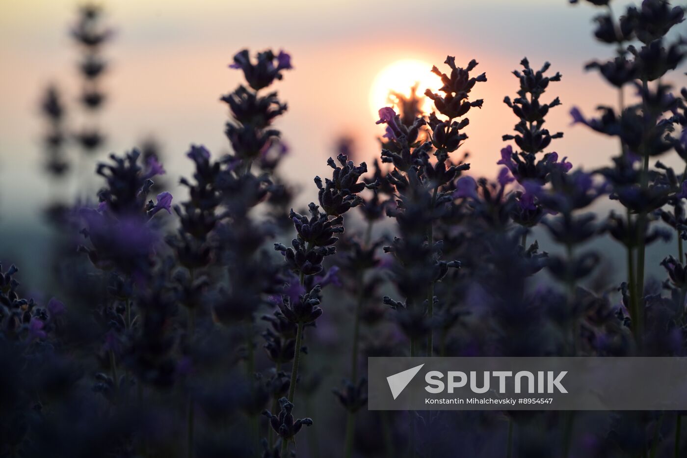 Russia Lavender Fields