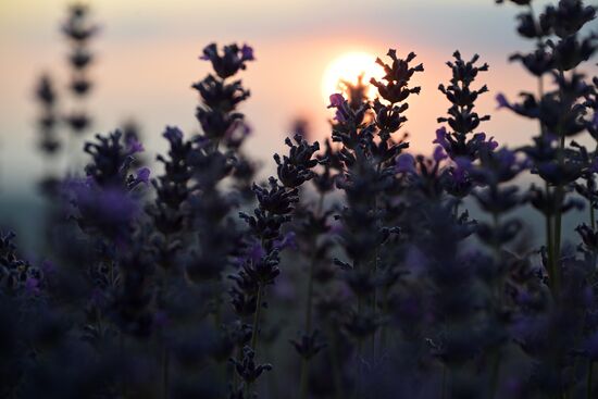 Russia Lavender Fields