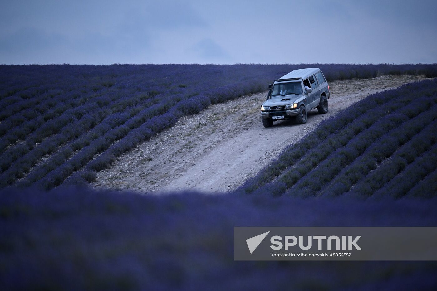 Russia Lavender Fields