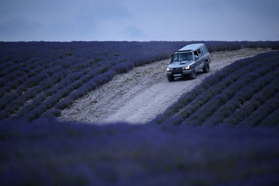 Russia Lavender Fields