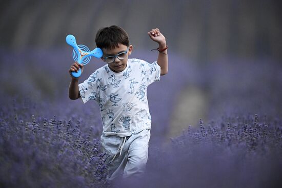 Russia Lavender Fields