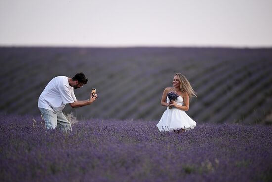 Russia Lavender Fields