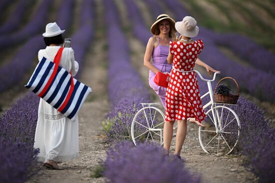 Russia Lavender Fields