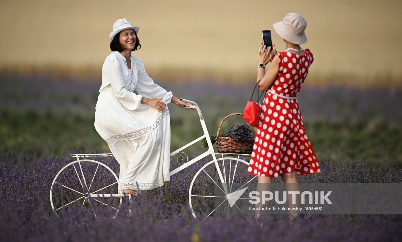 Russia Lavender Fields