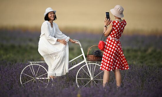 Russia Lavender Fields