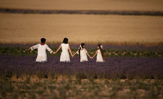 Russia Lavender Fields
