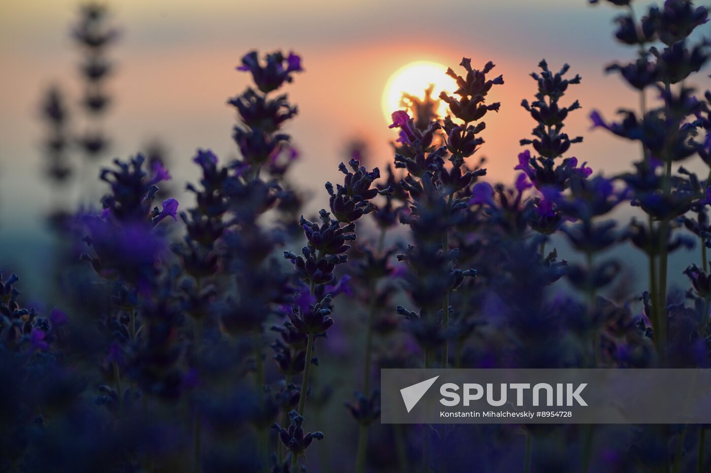 Russia Lavender Fields