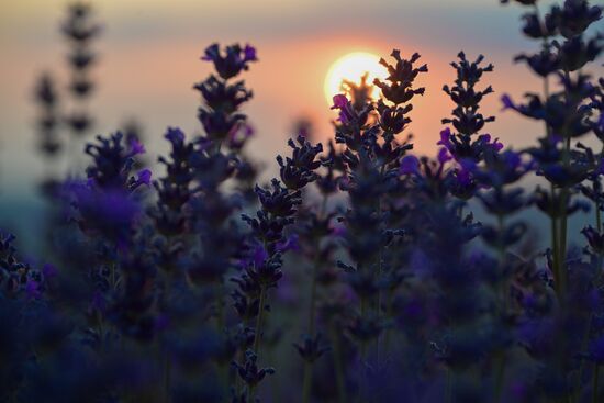 Russia Lavender Fields