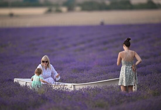 Russia Lavender Fields