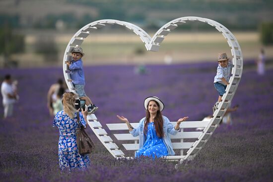 Russia Lavender Fields