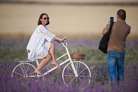 Russia Lavender Fields