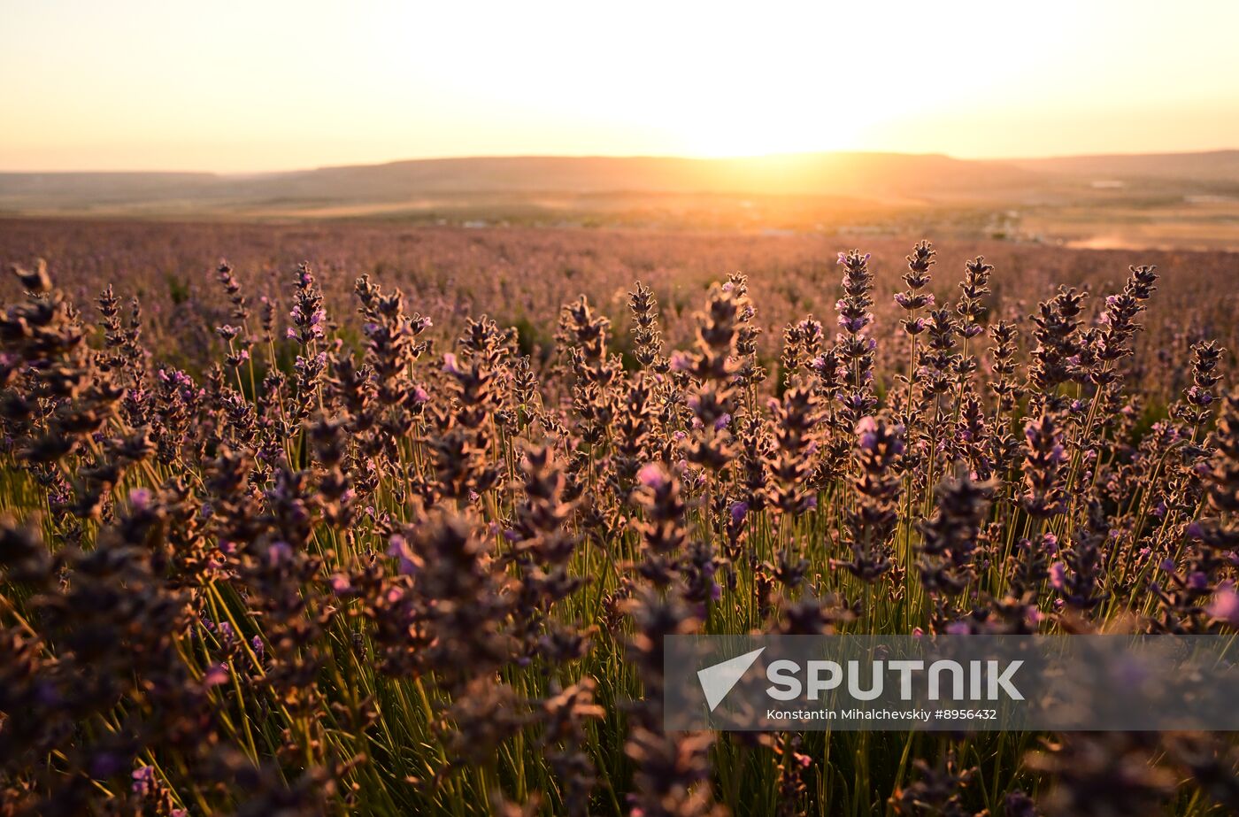 Russia Lavender Fields